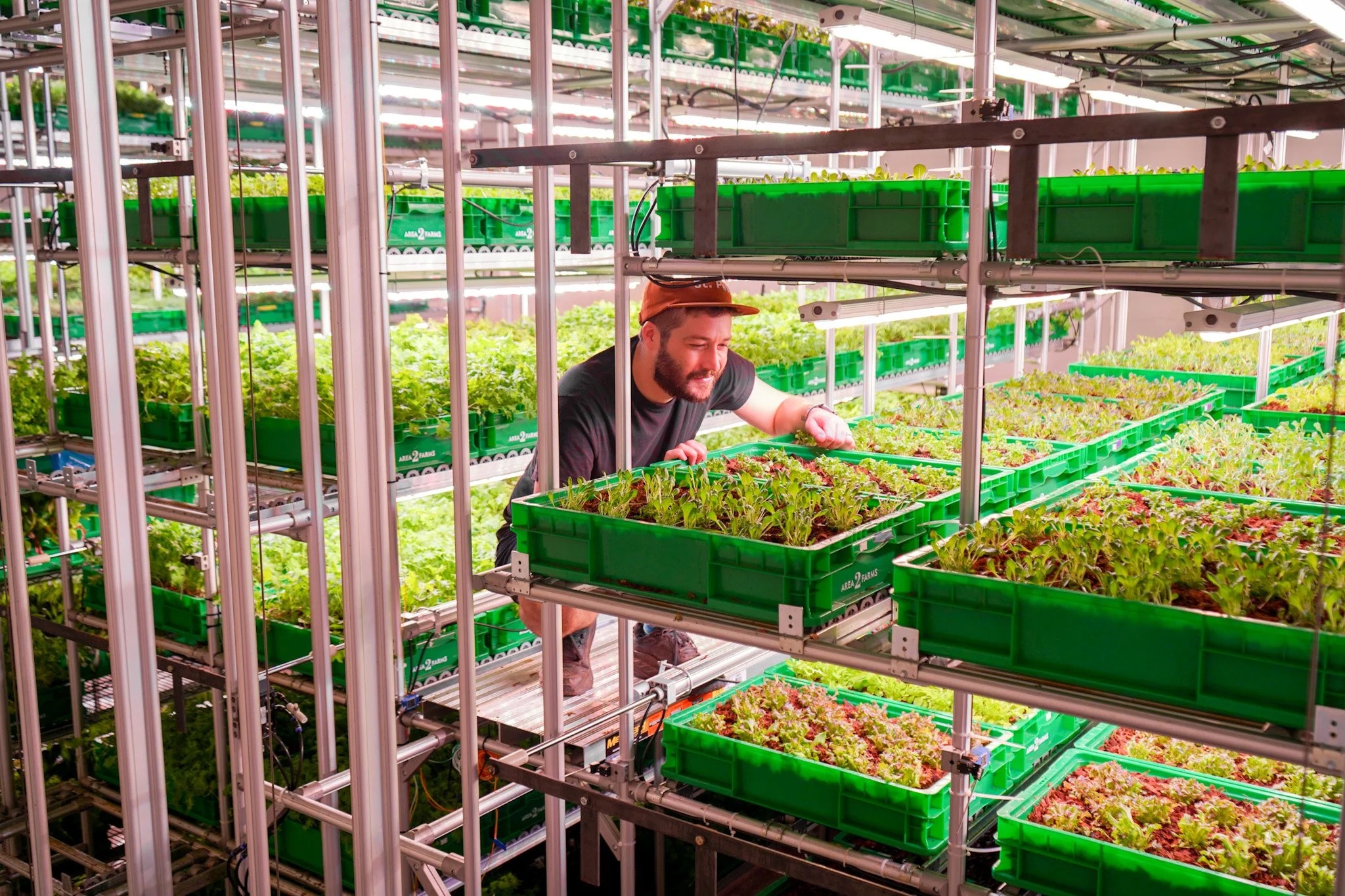 Tyler Baras harvesting greens inside an Area 2 Farms growing silo