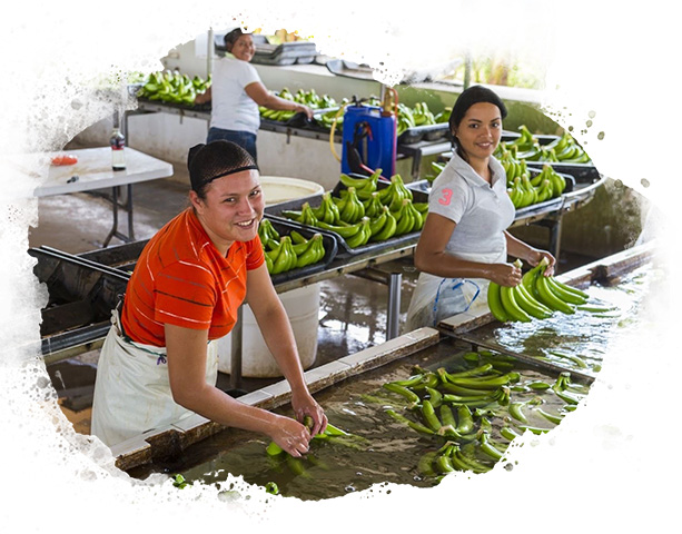 Workers handling bunches of green bananas at a packing facility