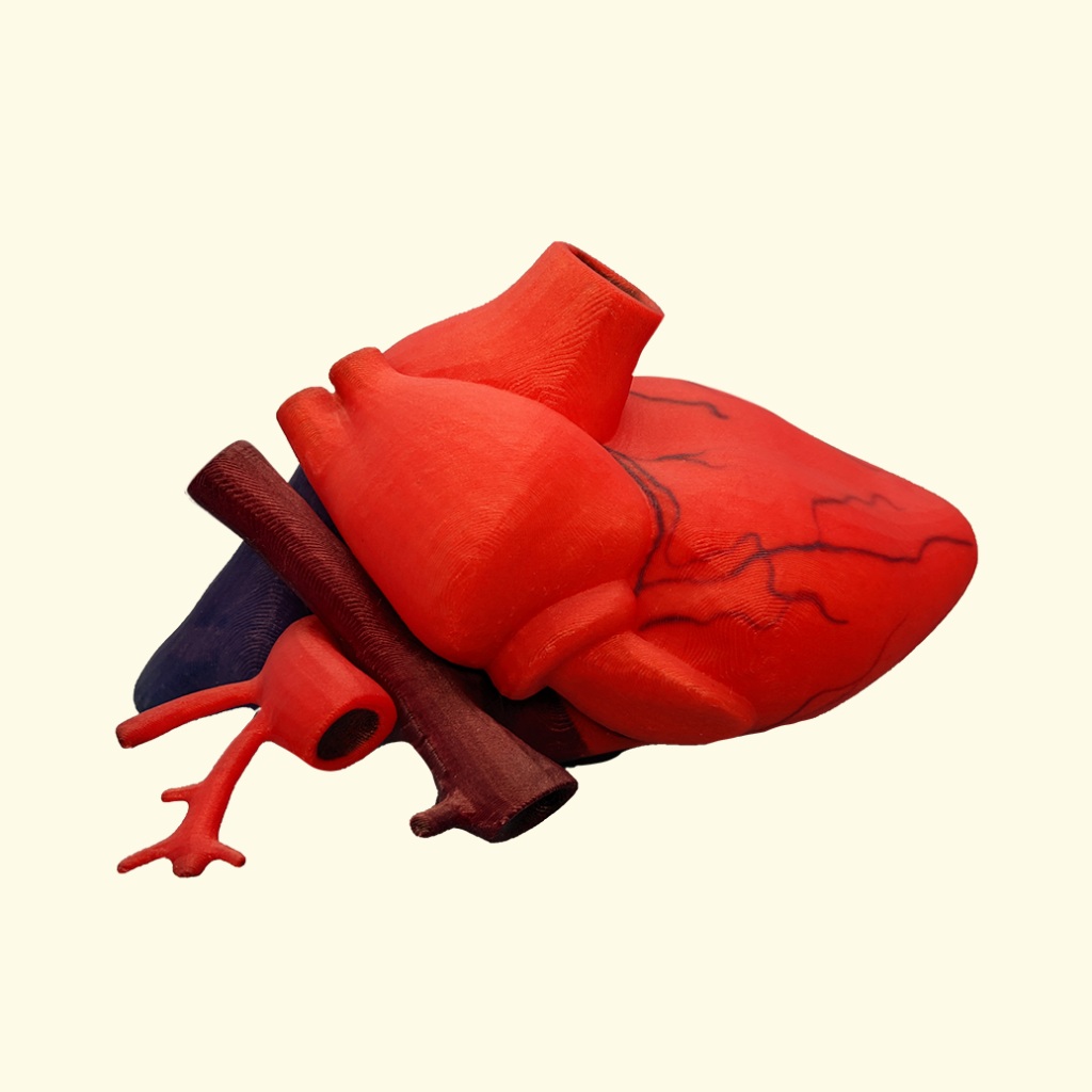 Full-color anatomical heart model pictured by Palitra3D