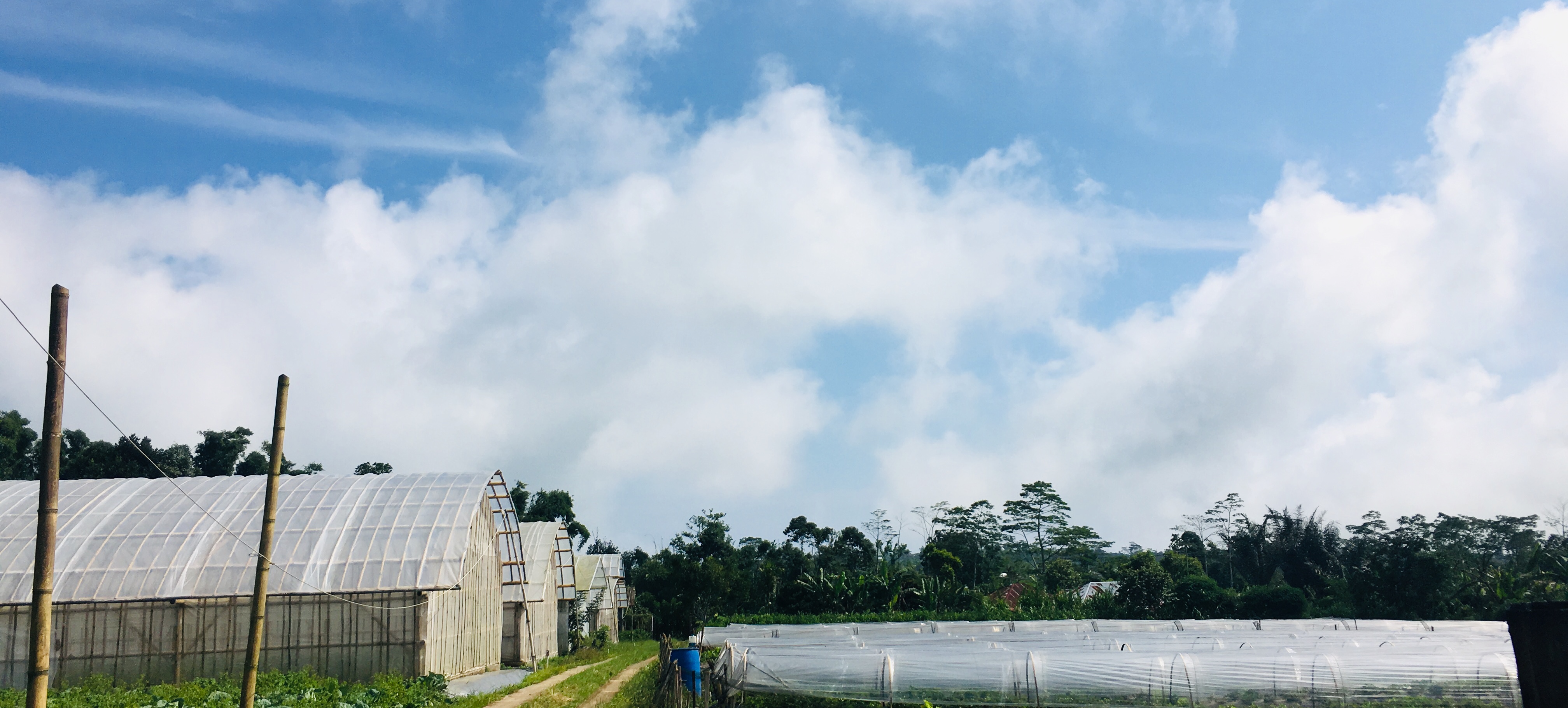 Greenhouses and covered growing beds at a Bali farm featured in the PanenID profile