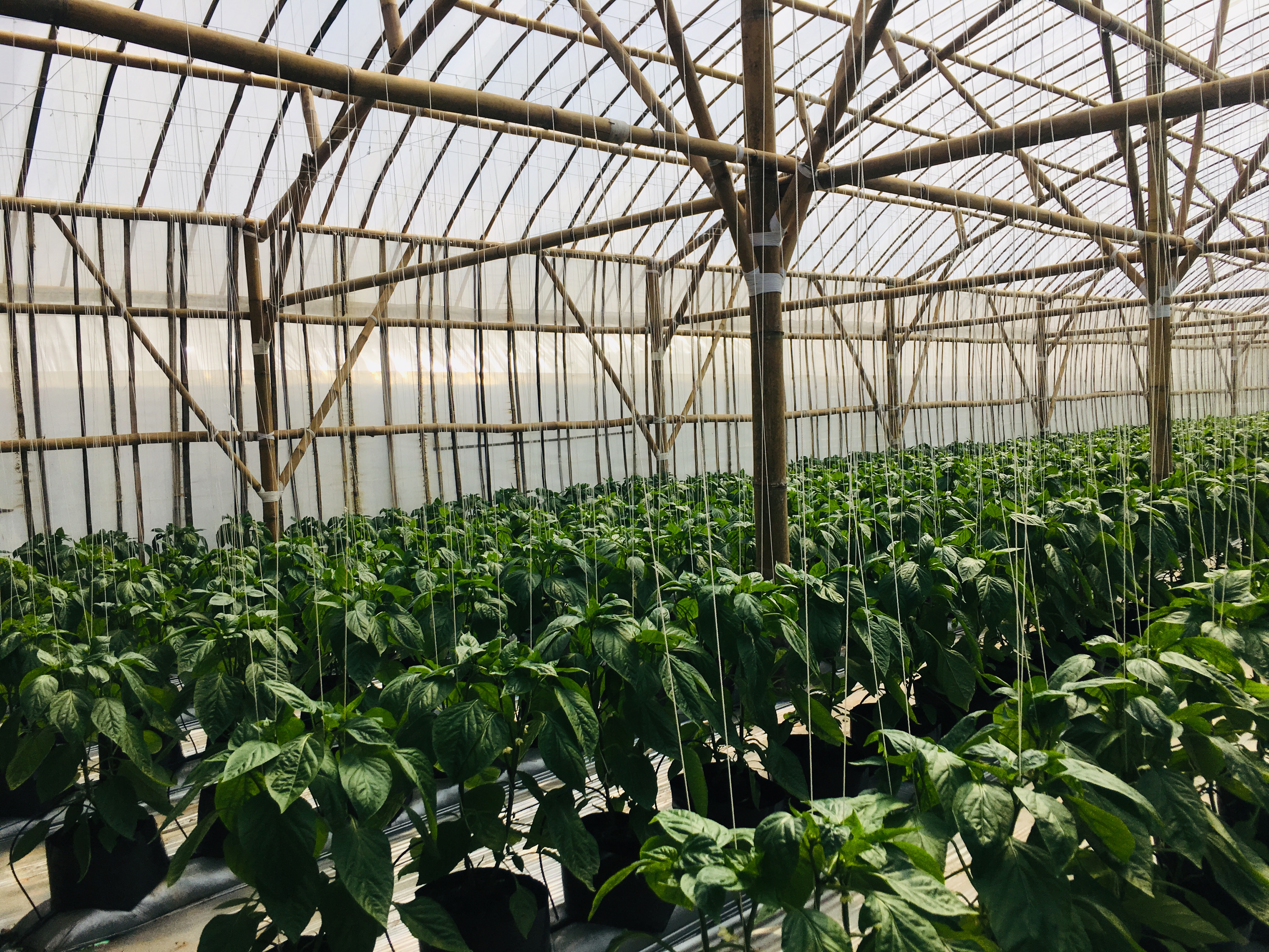 Rows of crops growing inside a bamboo-framed greenhouse associated with PanenID