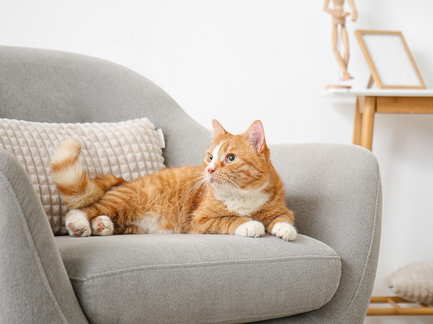 Ginger cat relaxing in an armchair, from Pawshake’s cat-sitting service page