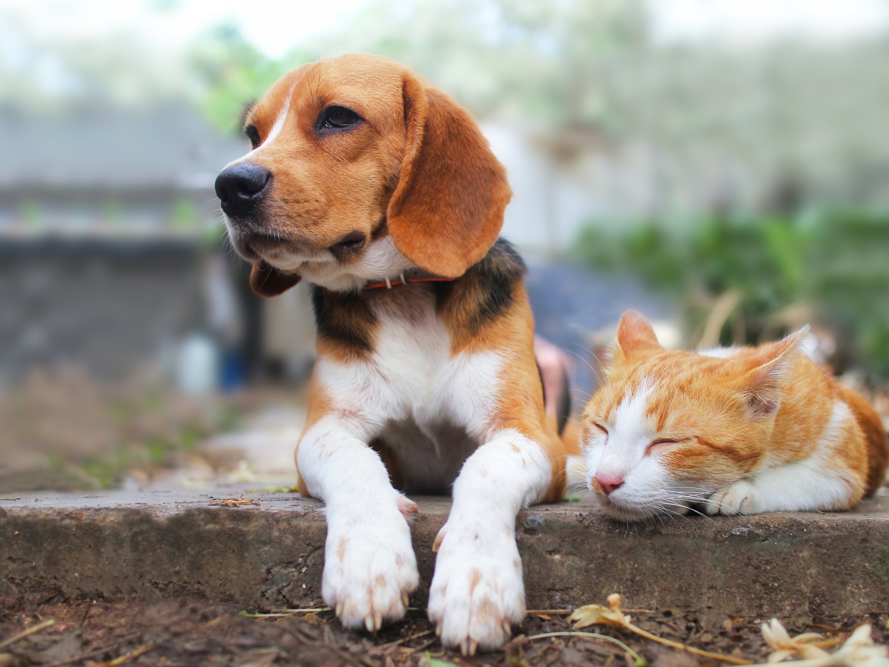 A beagle sits beside a sleeping ginger-and-white cat in Pawshake’s promotional photograph