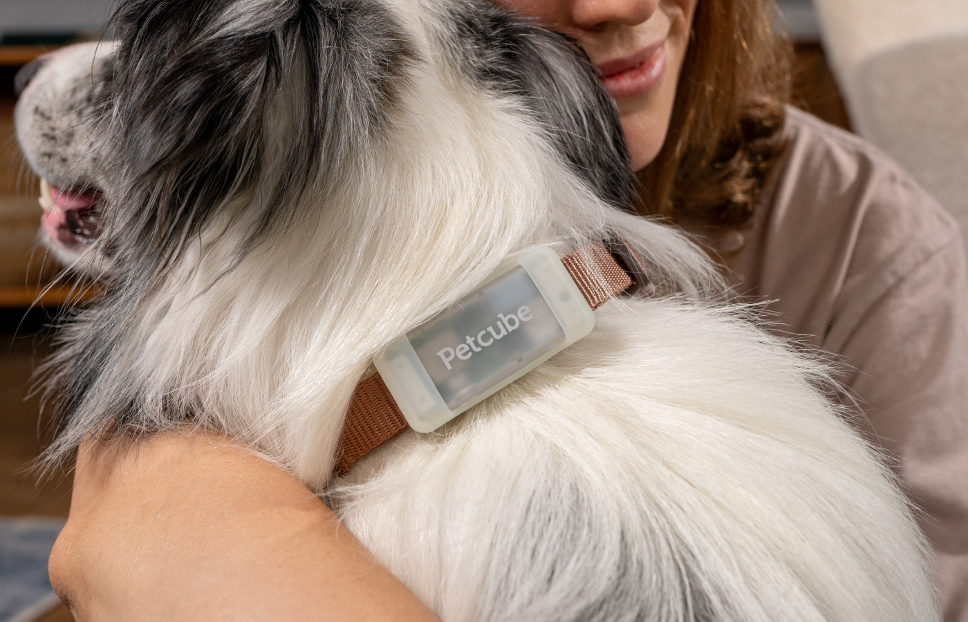 Dog wearing Petcube GPS tracker