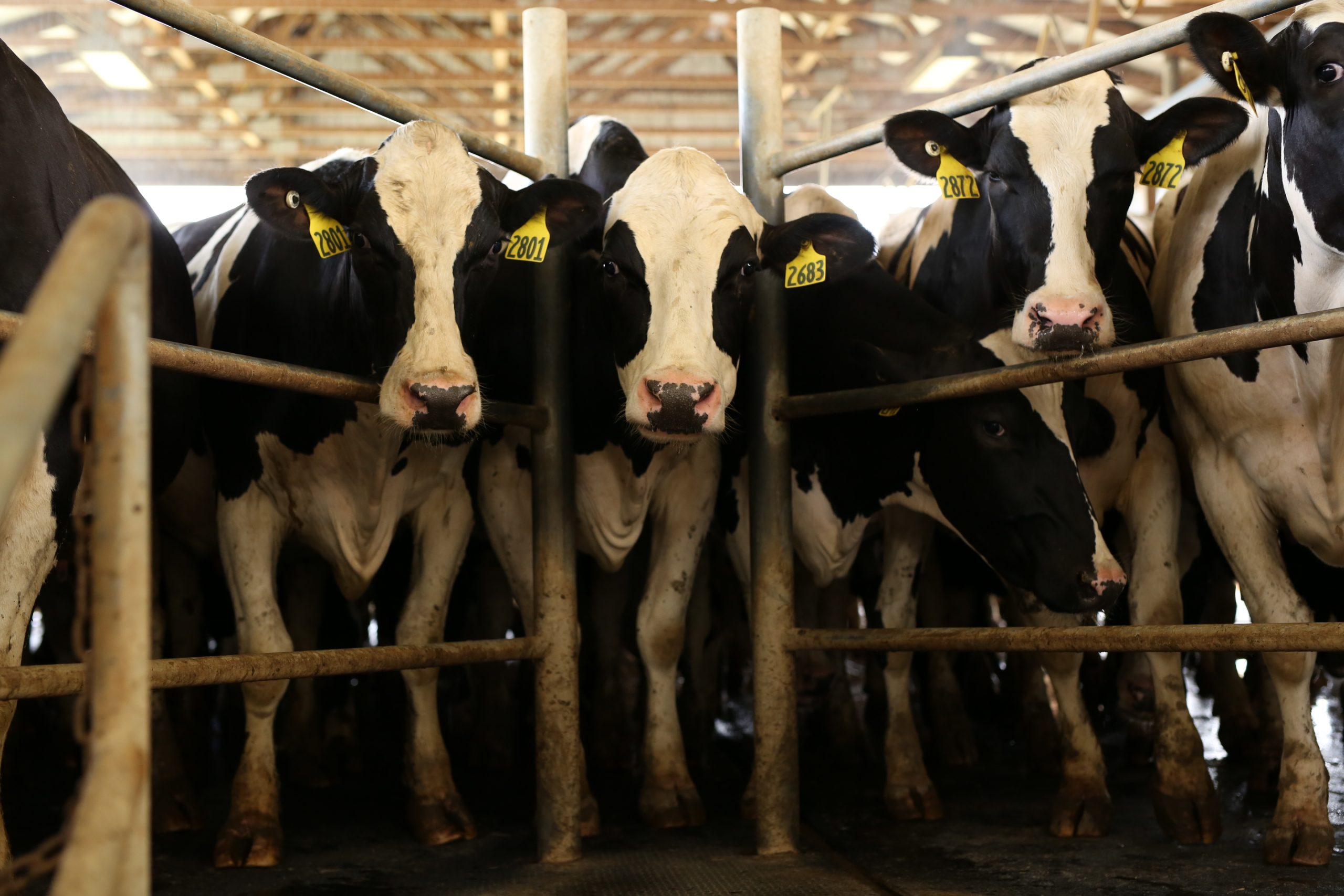 Holstein dairy cows looking through the rails of a barn