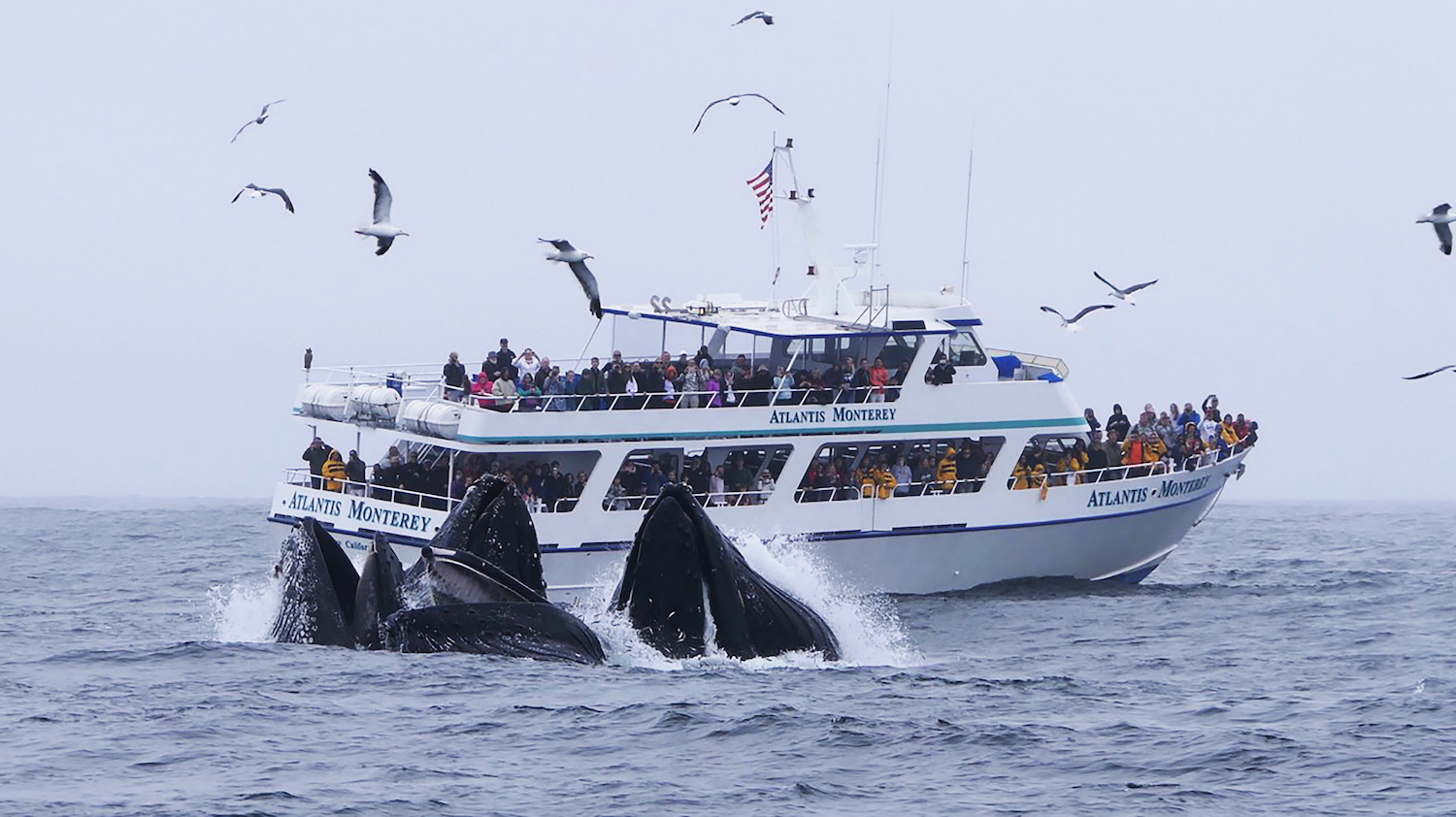 Whales surface with open mouths in front of Atlantis Monterey, with passengers watching from two decks.