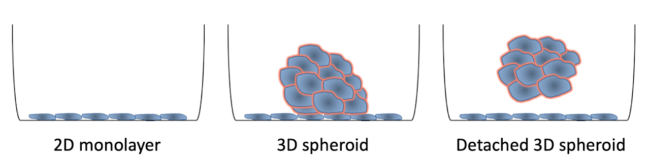 Diagram comparing a 2D cancer-cell monolayer, an attached 3D spheroid and a detached 3D spheroid