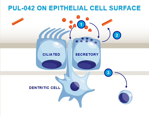 Pulmotect illustration showing PUL-042 signaling at the surface of lung epithelial cells