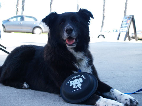 A dog resting beside a Dura Doggie Disc in a photograph published in 2009