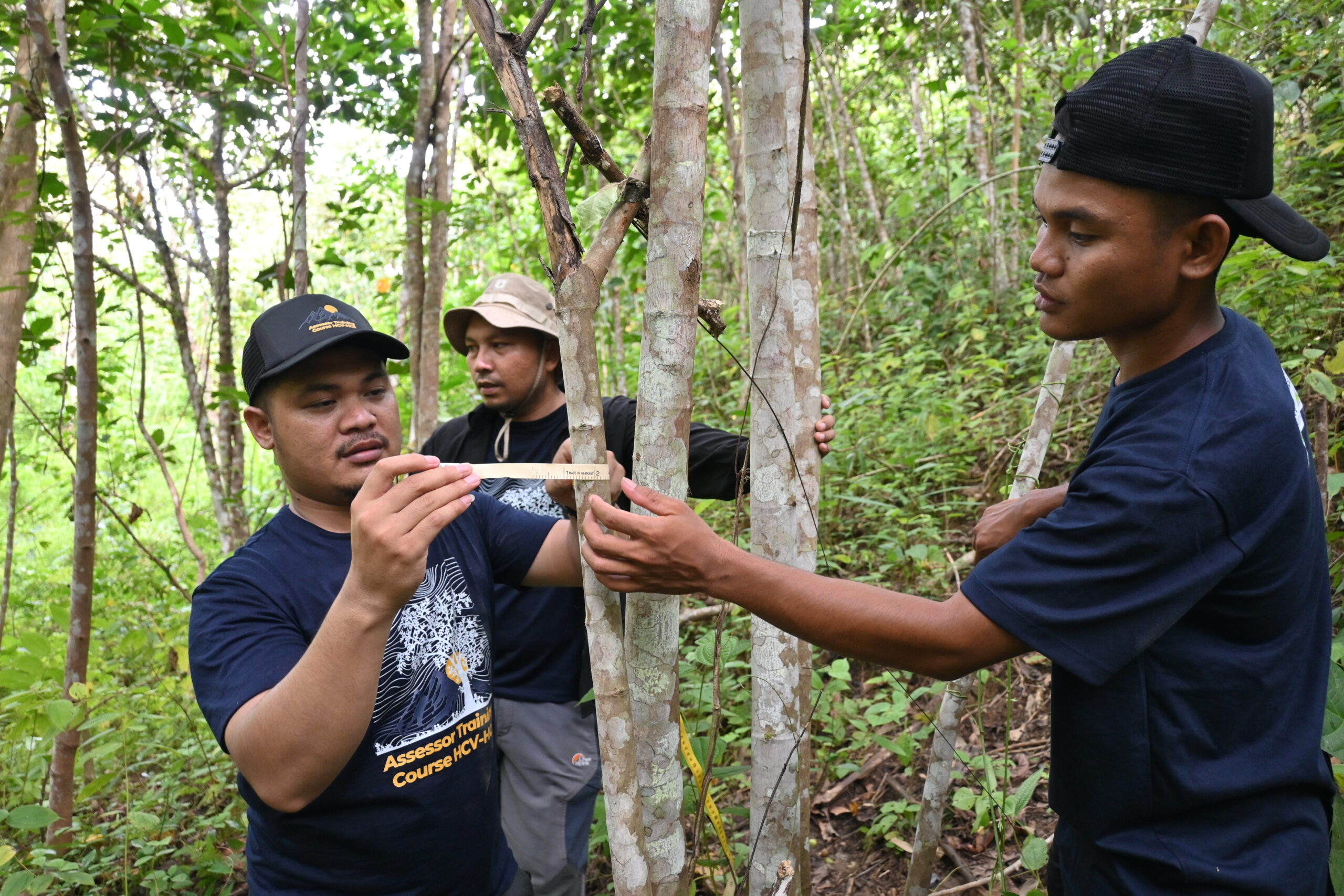 Three forest assessors measure a young tree in a tropical forest