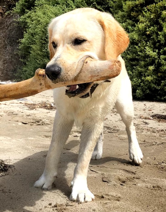 Fig, Reputable's dog and Chief Fetch Officer