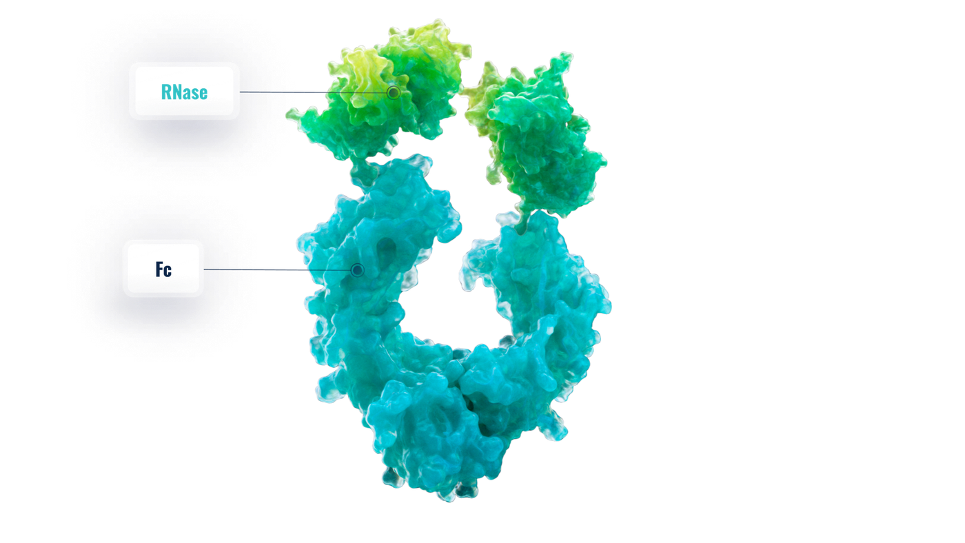 Official Resolve Therapeutics rendering of RSLV-132 showing its RNase and Fc components