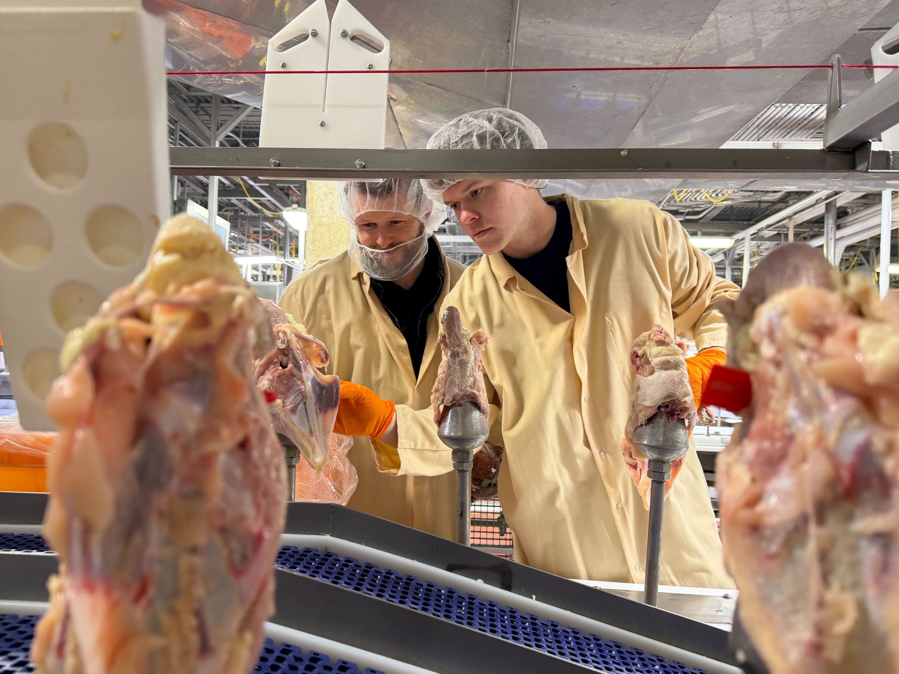 Workers examining poultry on a processing conveyor