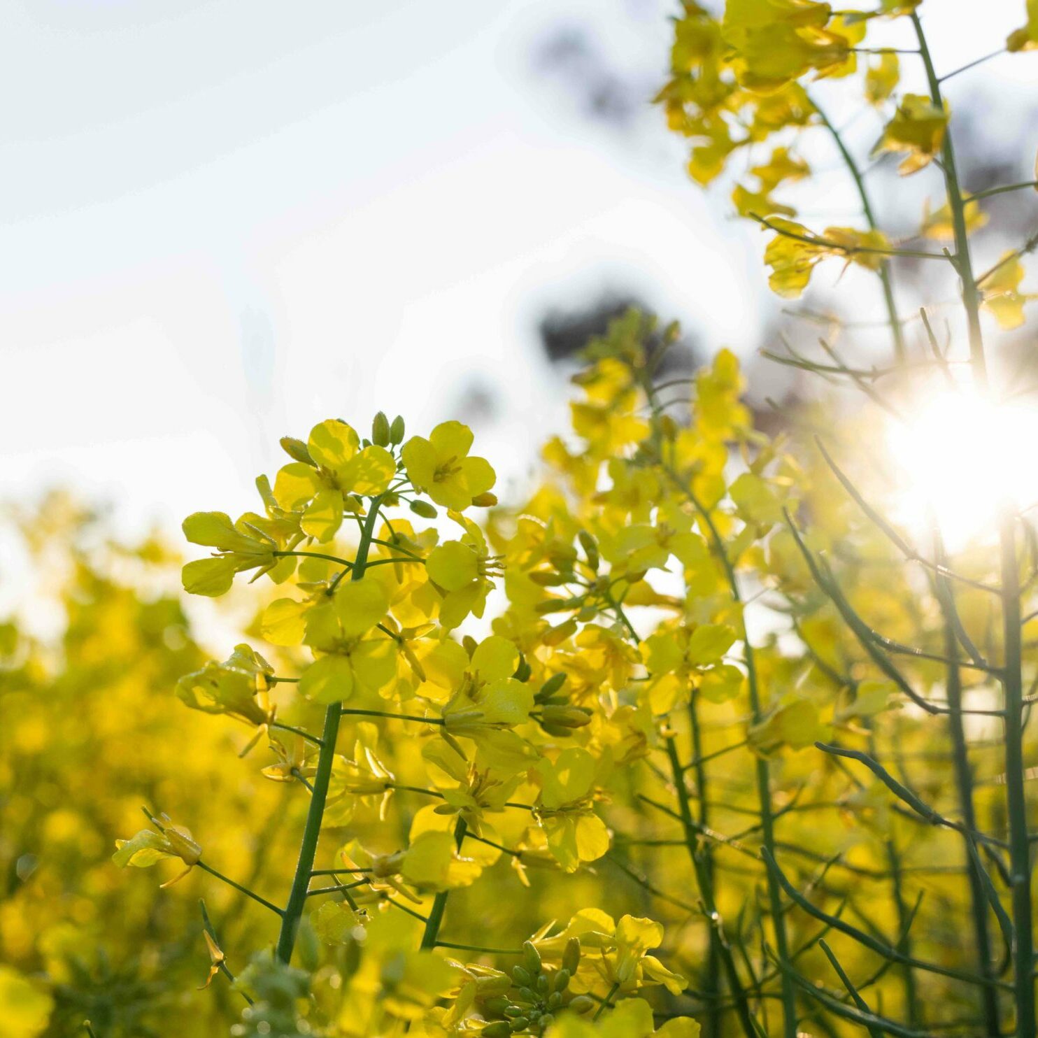 Yellow canola flowers glowing in a cultivated field