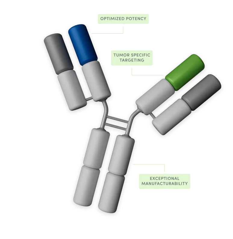 Rondo diagram of a bispecific antibody with a tuned immune binding arm and a tumor targeting arm
