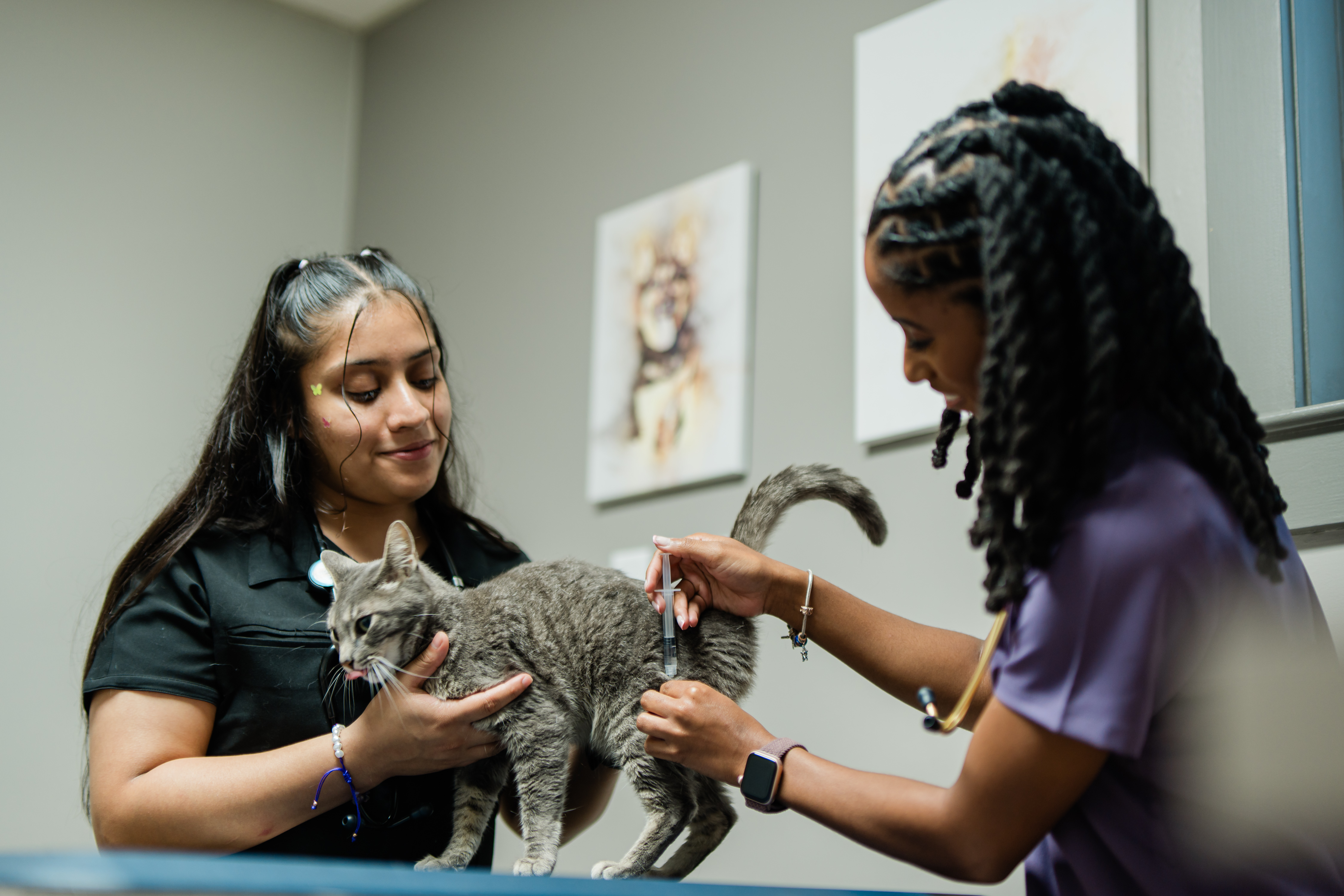 Two veterinary professionals caring for a cat in a clinic