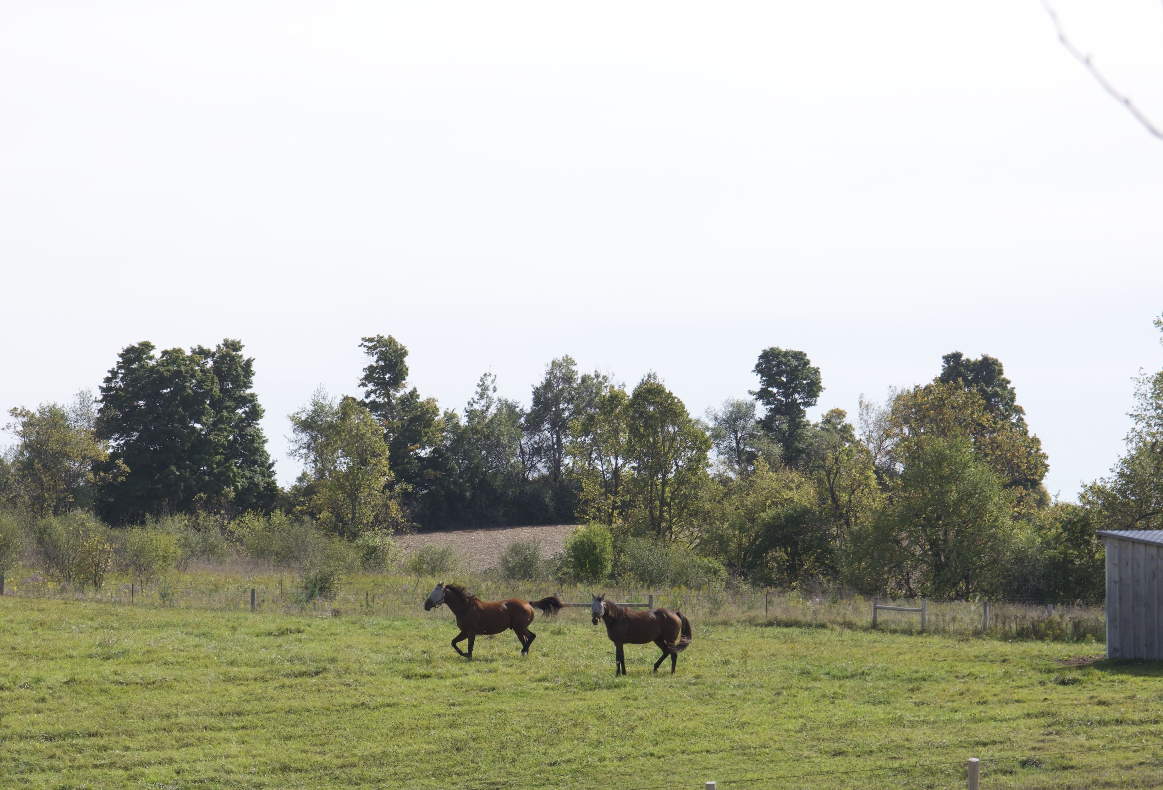 Retired racehorses Hulk and Rocky in a green pasture at Hirondelle Estate