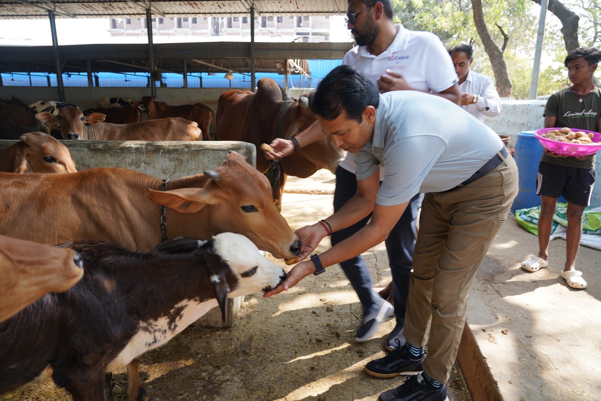 Sameer Penakalapati feeding cattle during a Nigama Foundation community visit in Hyderabad