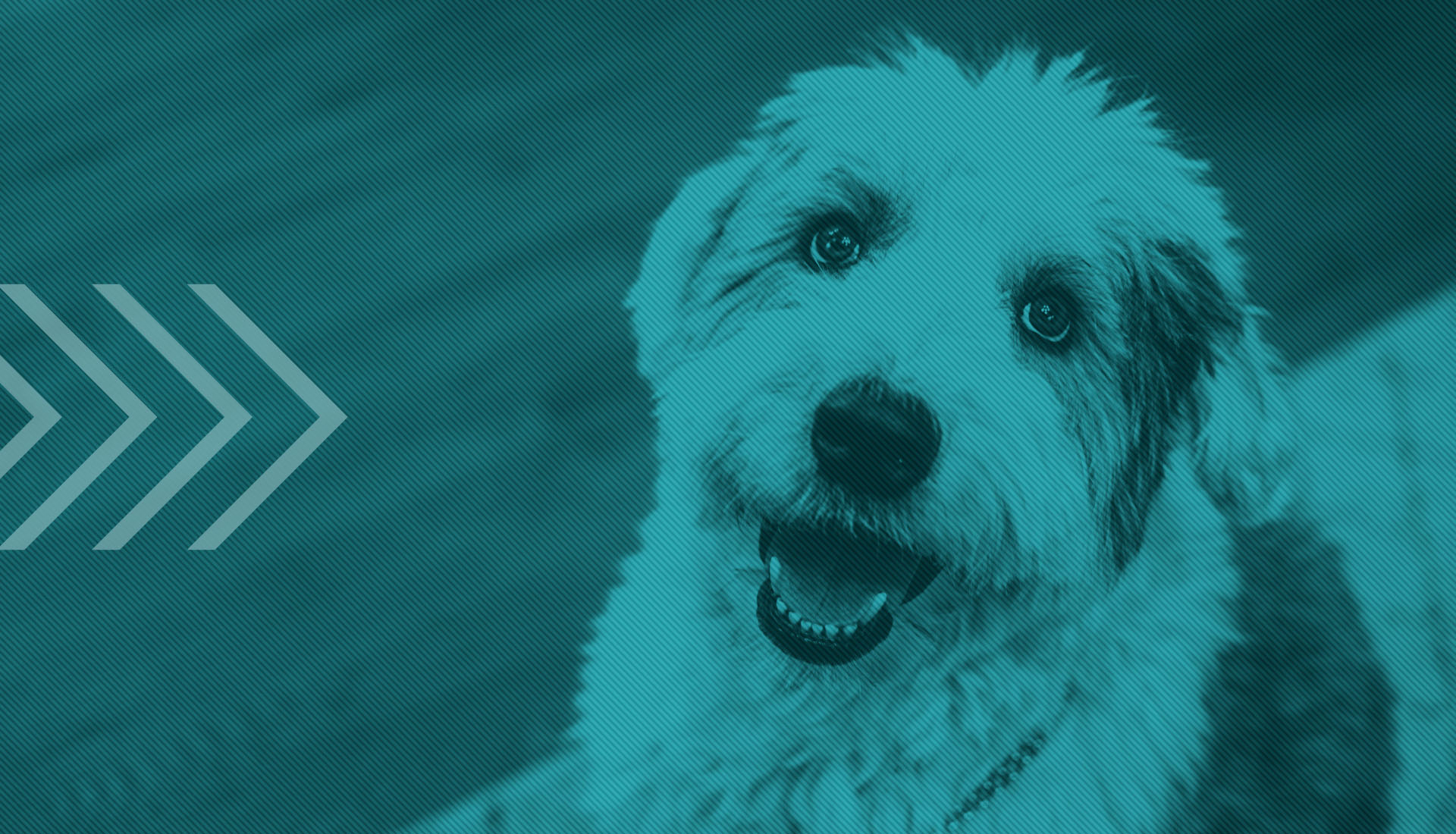 Winston, Sandlot and Co.'s English Sheepdog office mascot