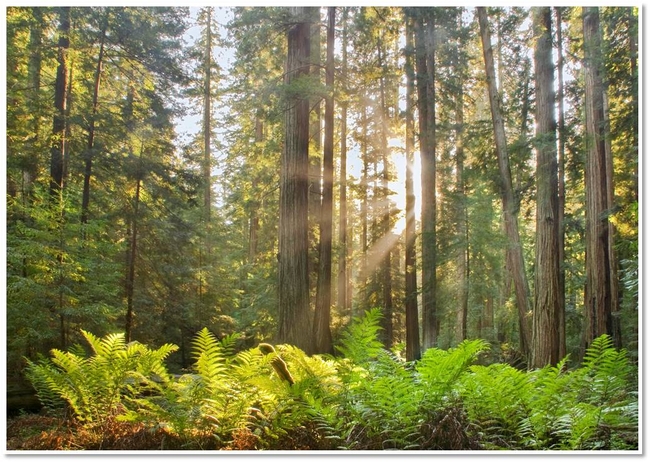 Sunlight filters through a selectively managed Mendocino Redwood Company forest.