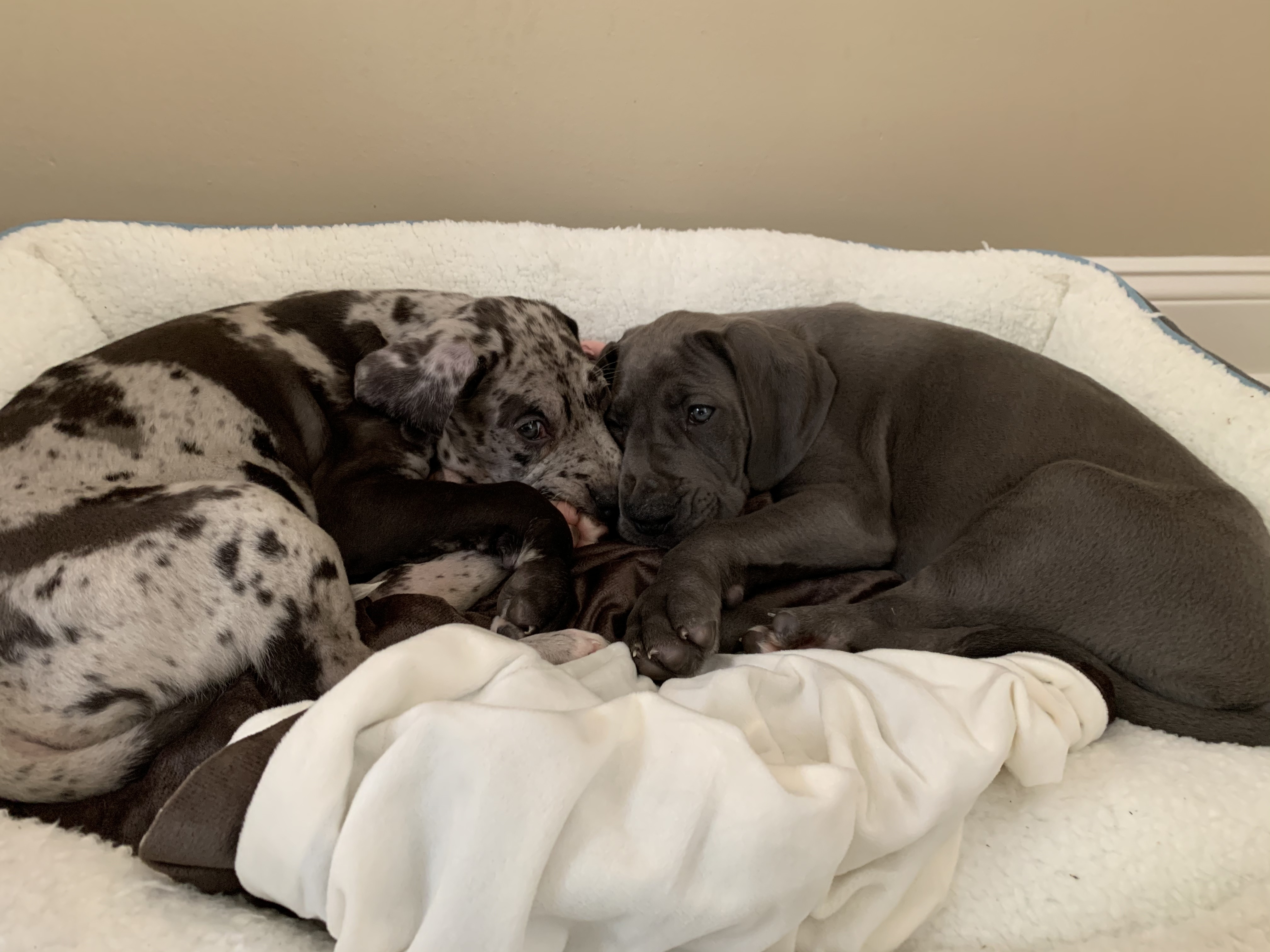 Great Dane puppies Charlie and Tucker curled up together