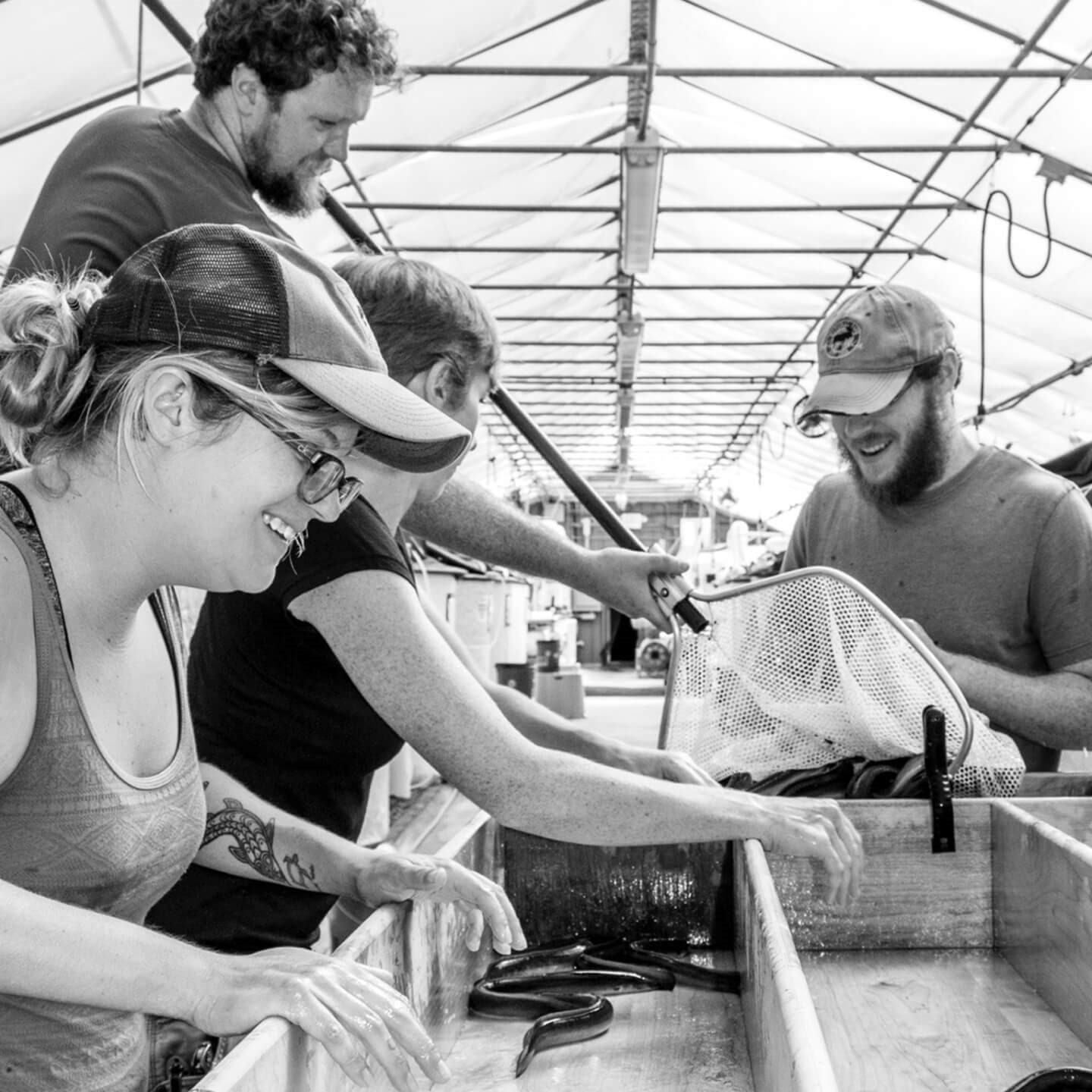 American Unagi growers examining mature eels together at the farm