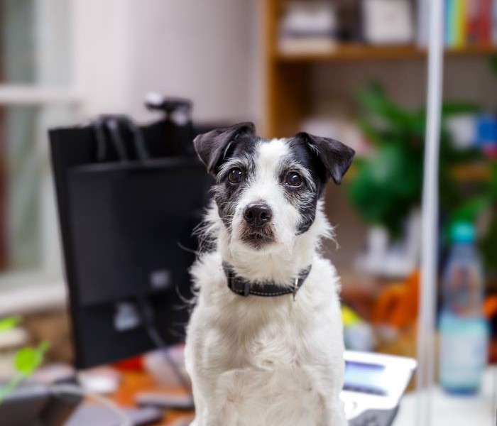 Pepper, the Science & Startups office dog, sitting beside a desk