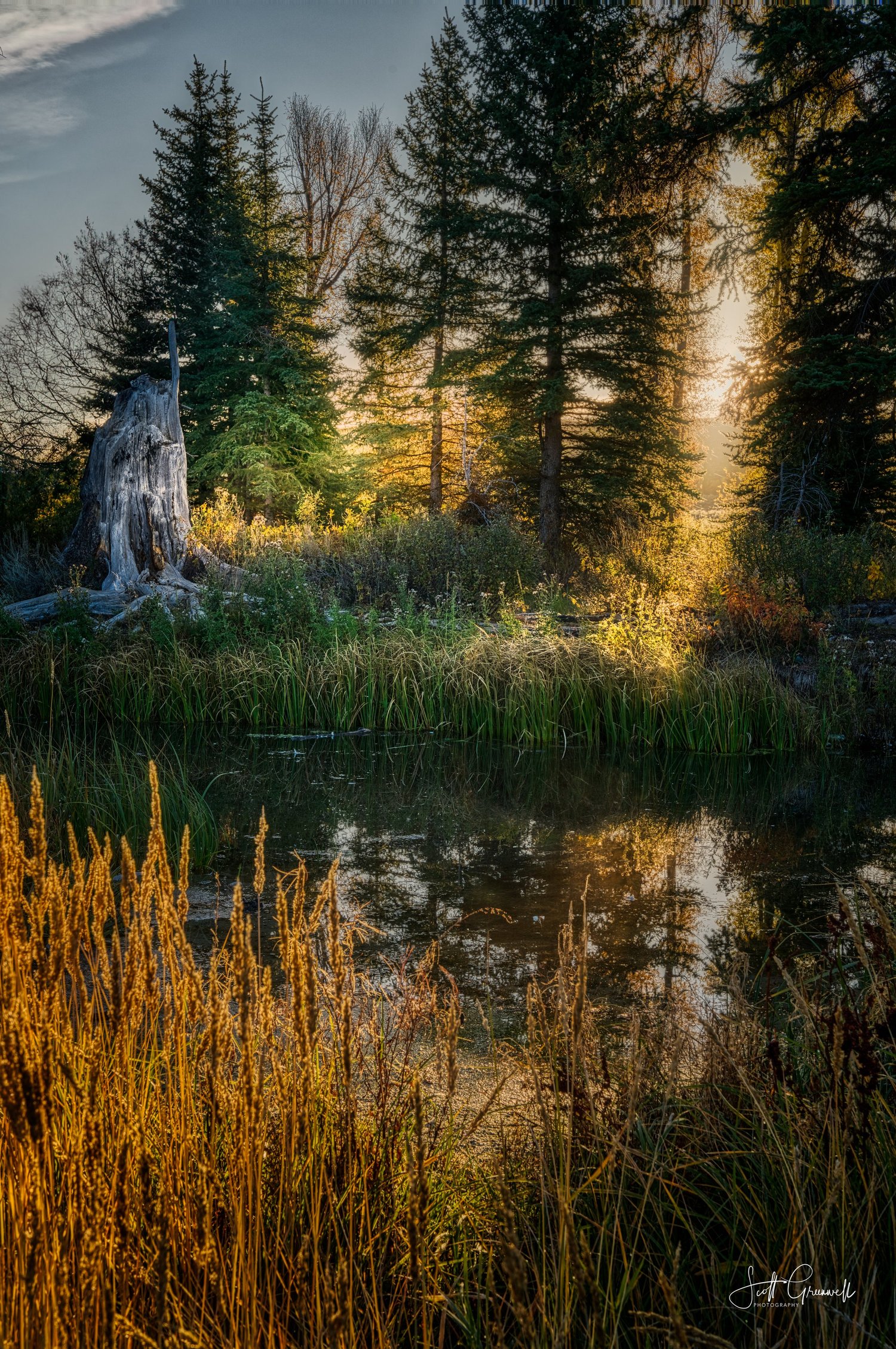 Sunlight through trees reflected in water in Scott Greenwell’s photograph Pristine Wilderness