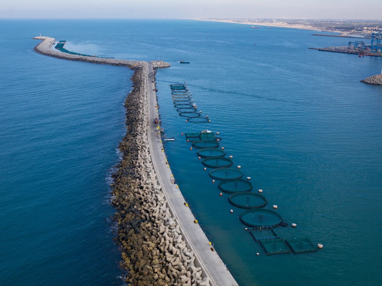 Rows of circular marine fish cages beside a stone breakwater