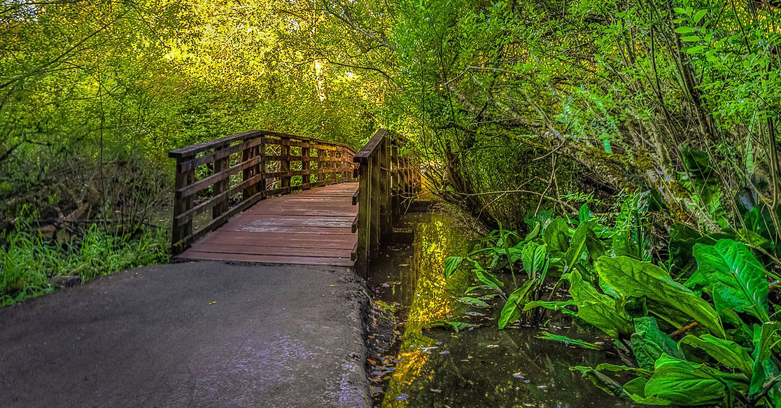 A wooden footbridge curves through lush green woodland in the Lynnwood tourism proposal