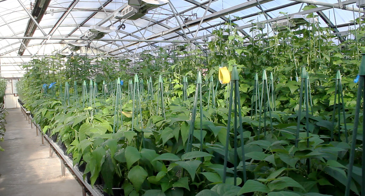 Inside a Seneca greenhouse used for growing plants