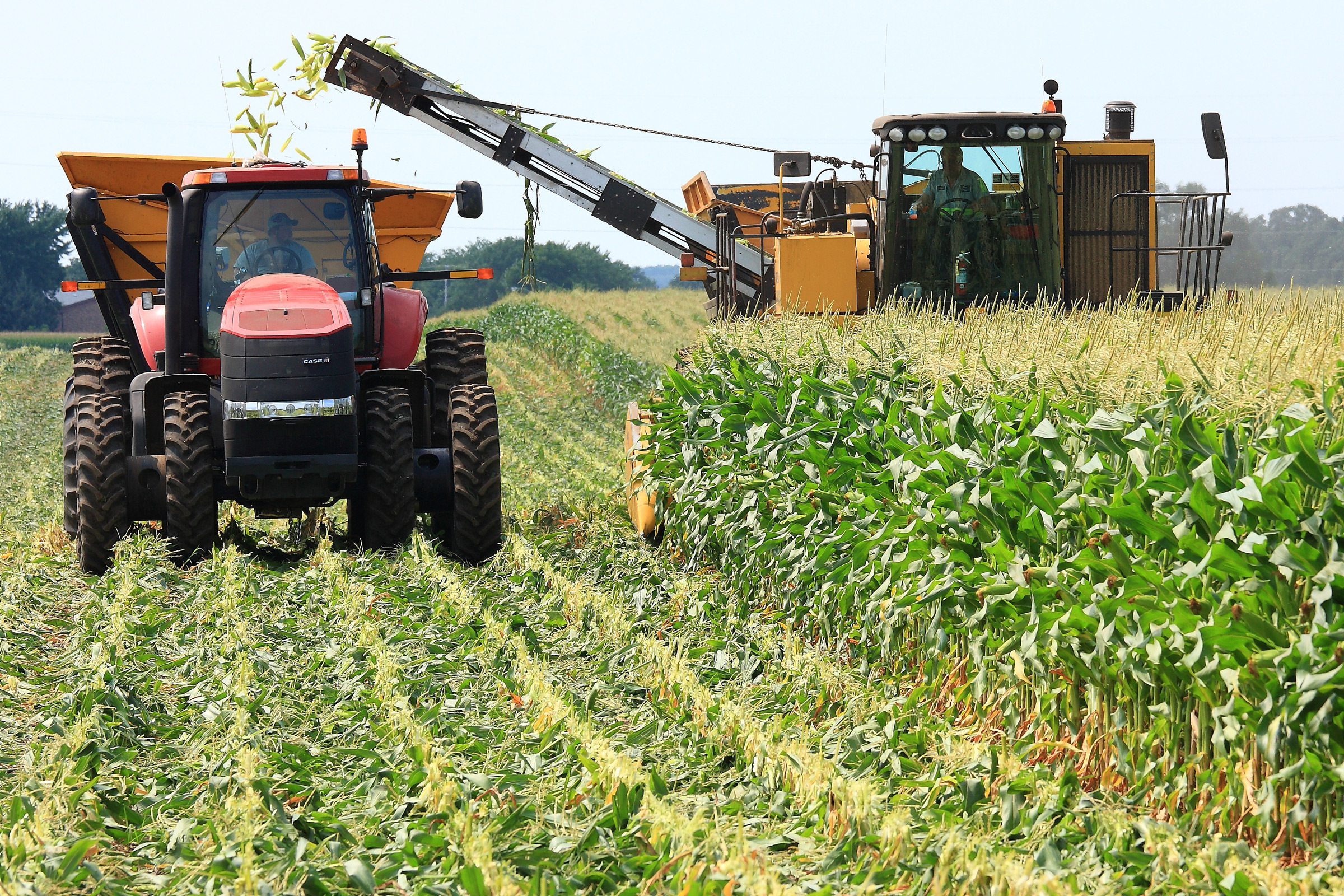 Sweet corn harvesting equipment working through a Seneca field