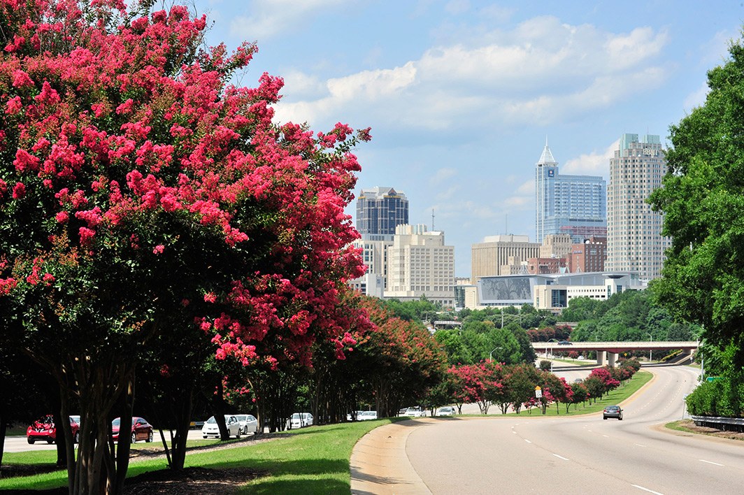 Raleigh skyline seen along South Saunders Street with blooming trees