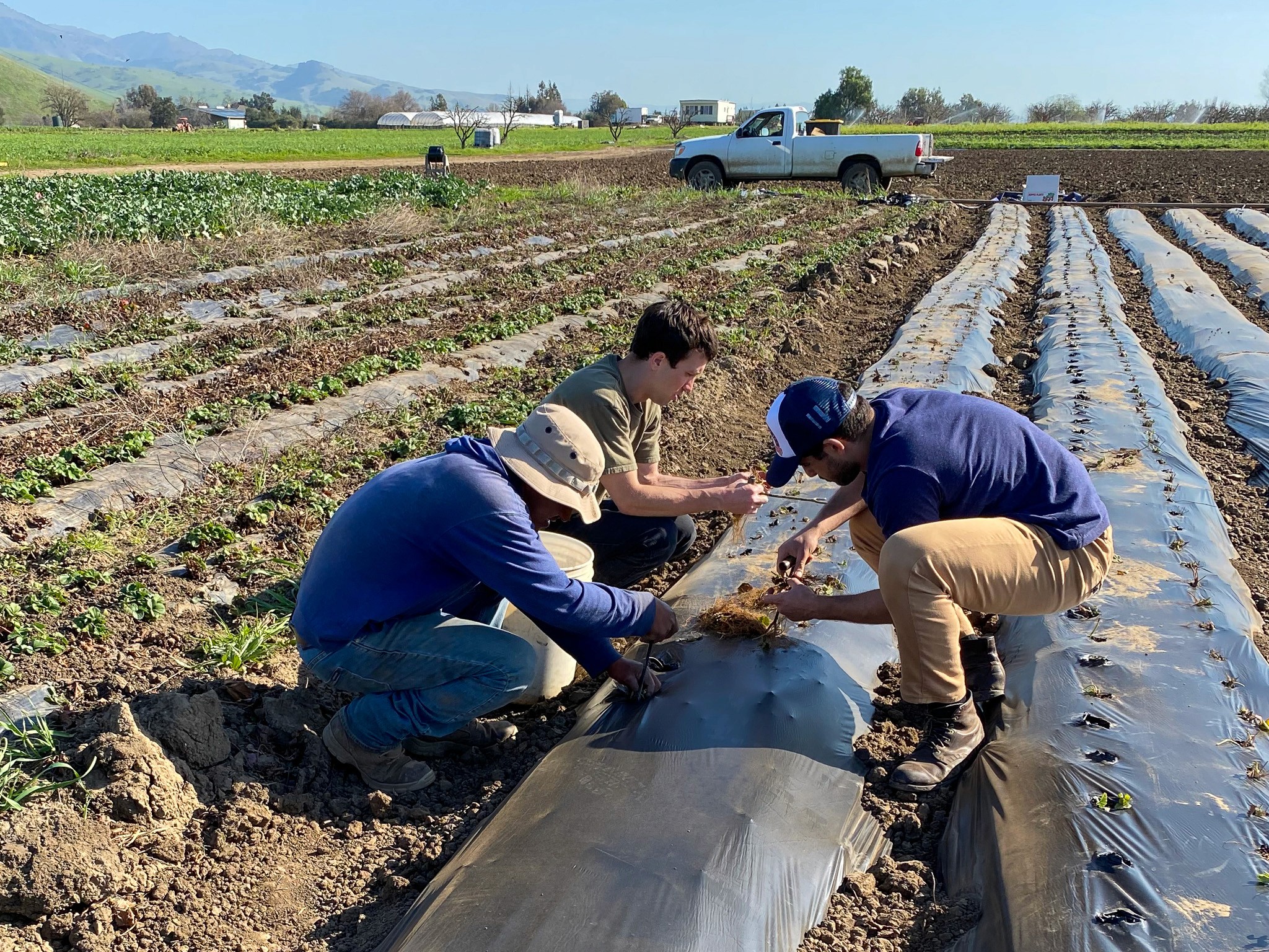 Agricultural workers tending rows in a field