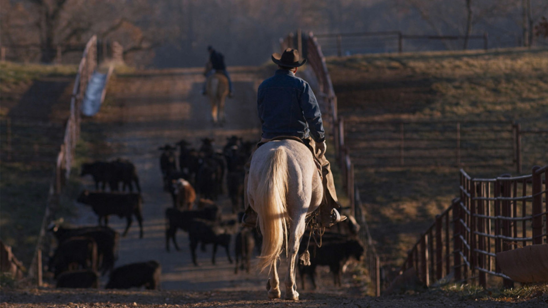 A rancher rides toward cattle in a still from Signal Theory's Merck Animal Health campaign