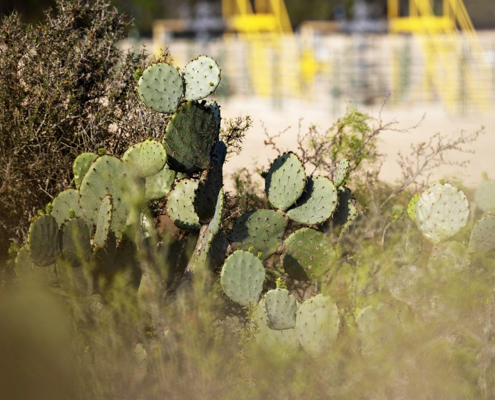 Prickly pear cactus in the foreground of an SM Energy operations photograph, with industrial equipment out of focus behind it