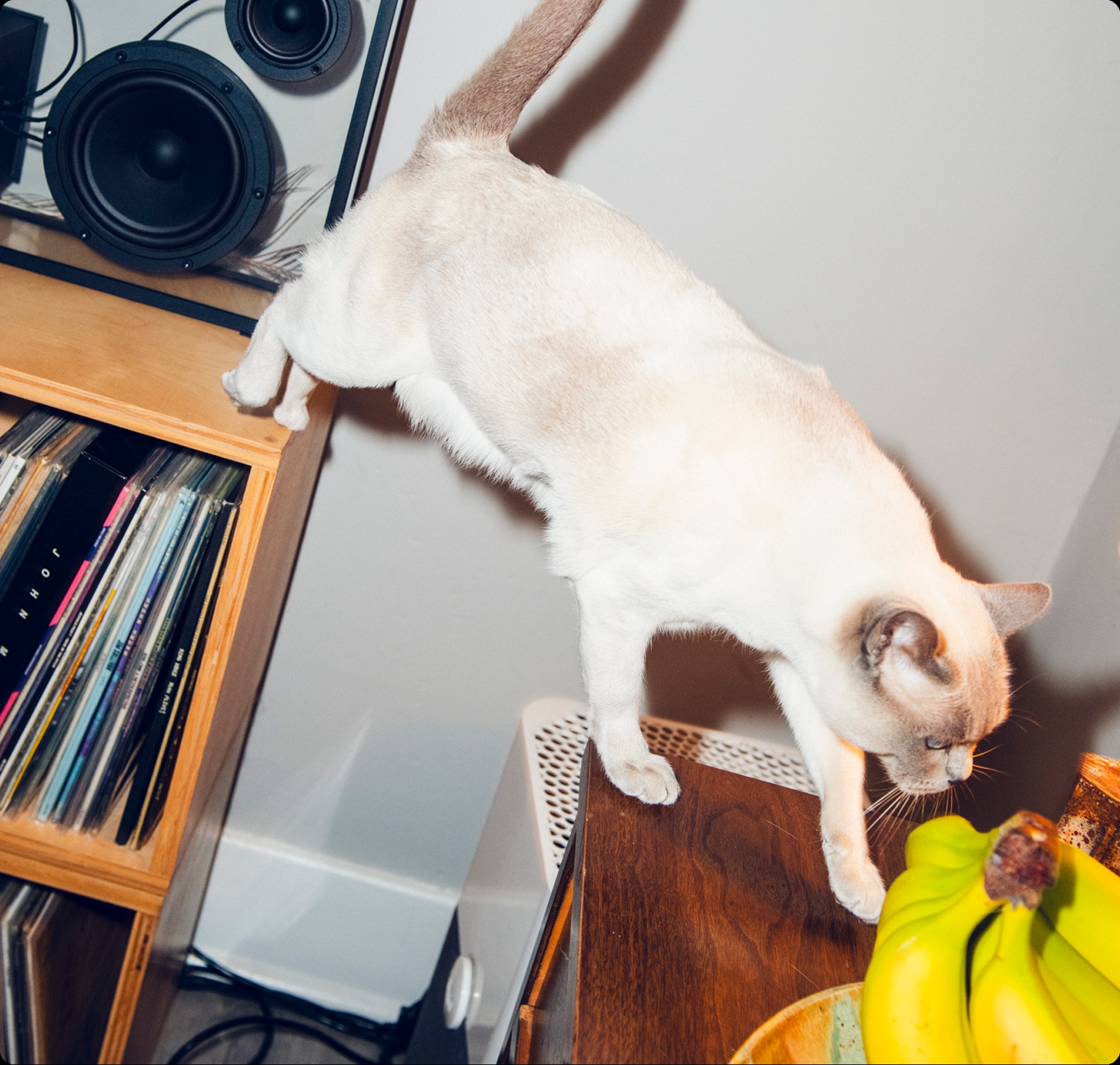 A cream-colored cat climbing down from a cabinet beside a record collection