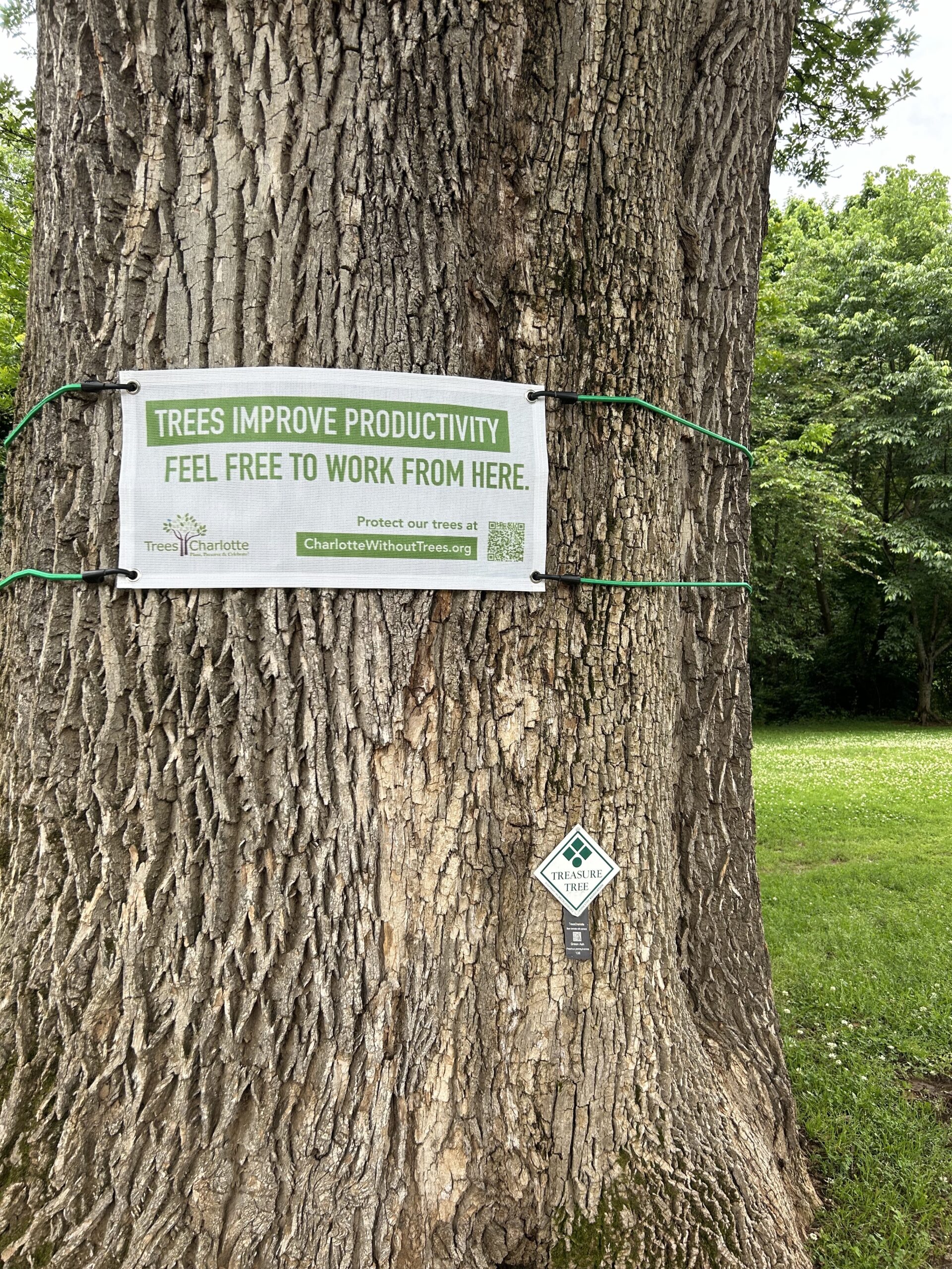 A TreesCharlotte campaign sign wrapped around a large tree in Freedom Park