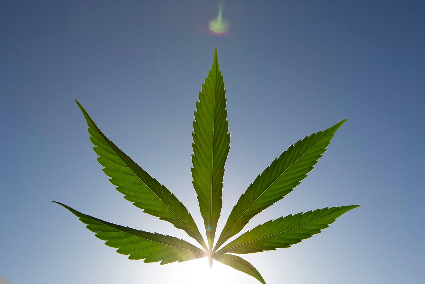 A cannabis leaf backlit by the sun at Stone Road's farm