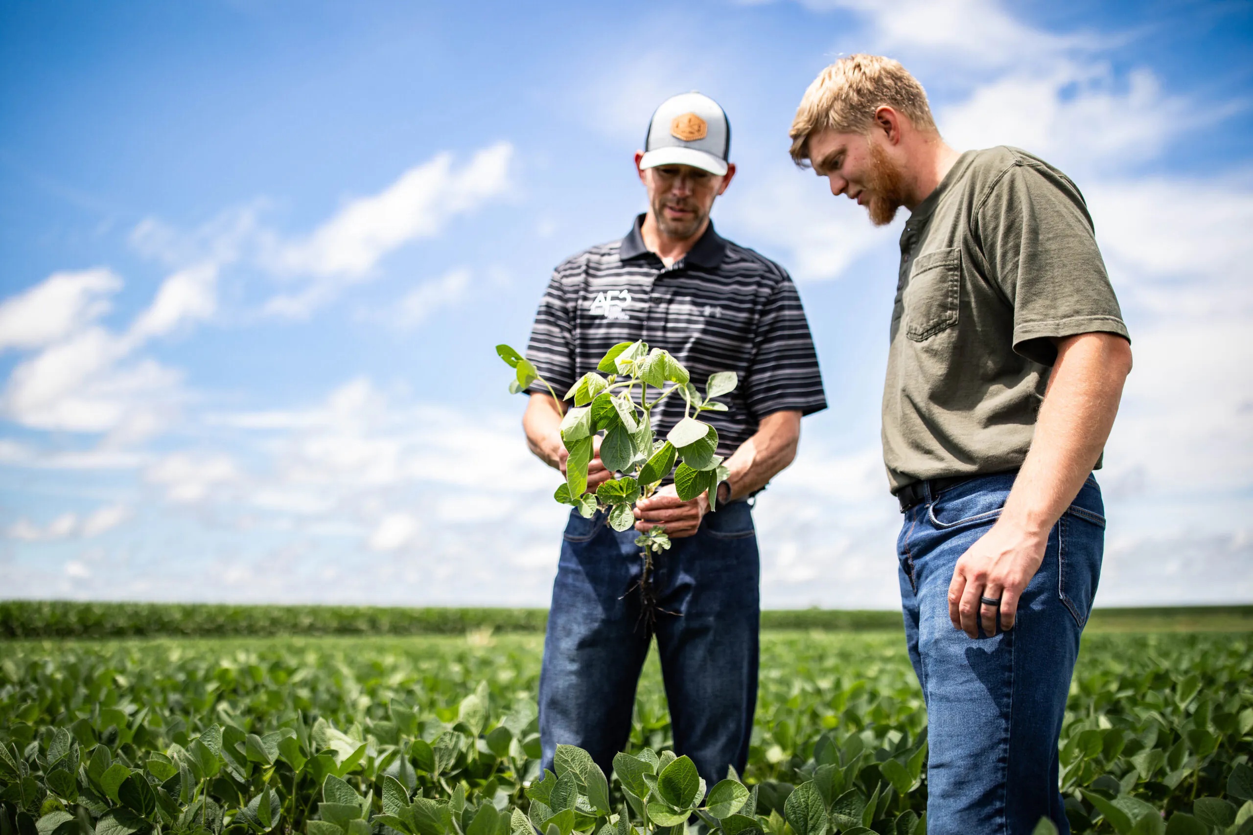 Two people inspecting a soybean plant in a field