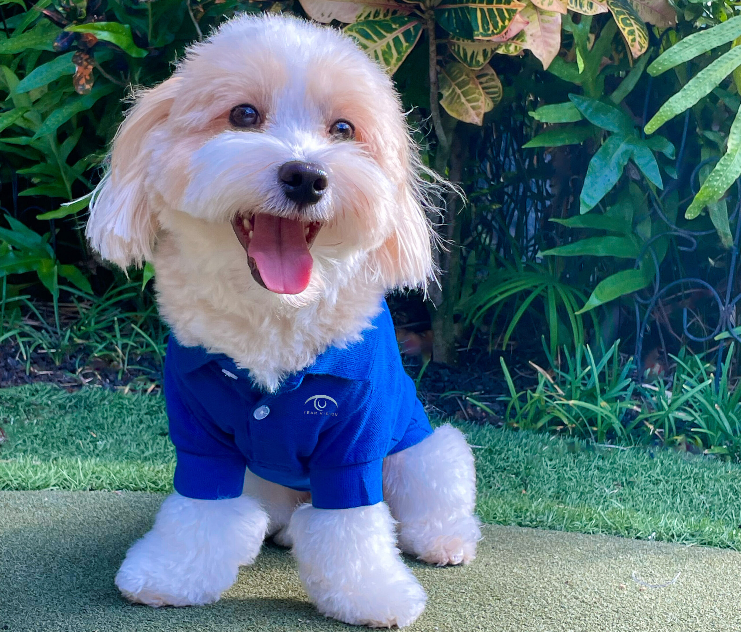 Cody, Team Vision Marketing's dog, wearing a blue company polo