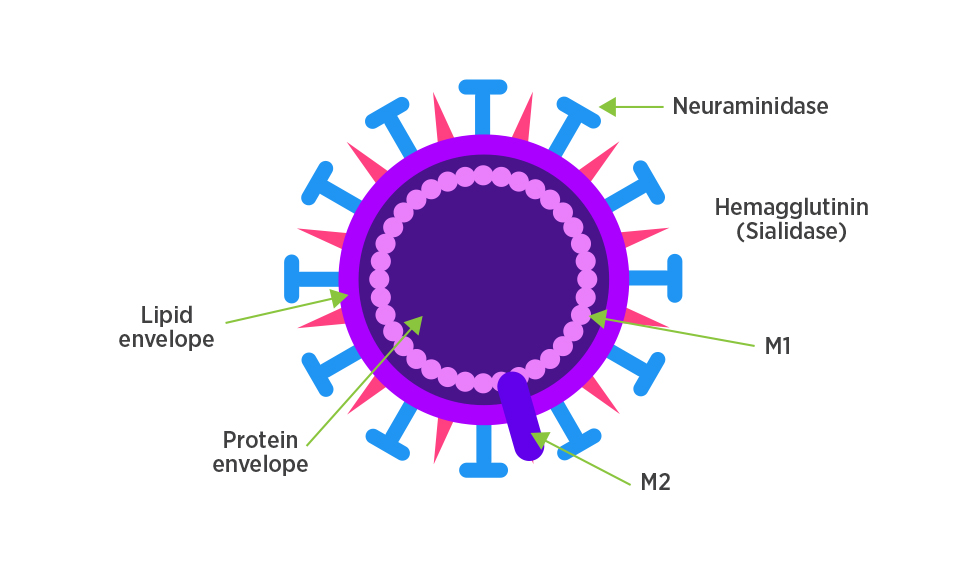 TechnoVax diagram labeling the proteins on an influenza virus-like particle