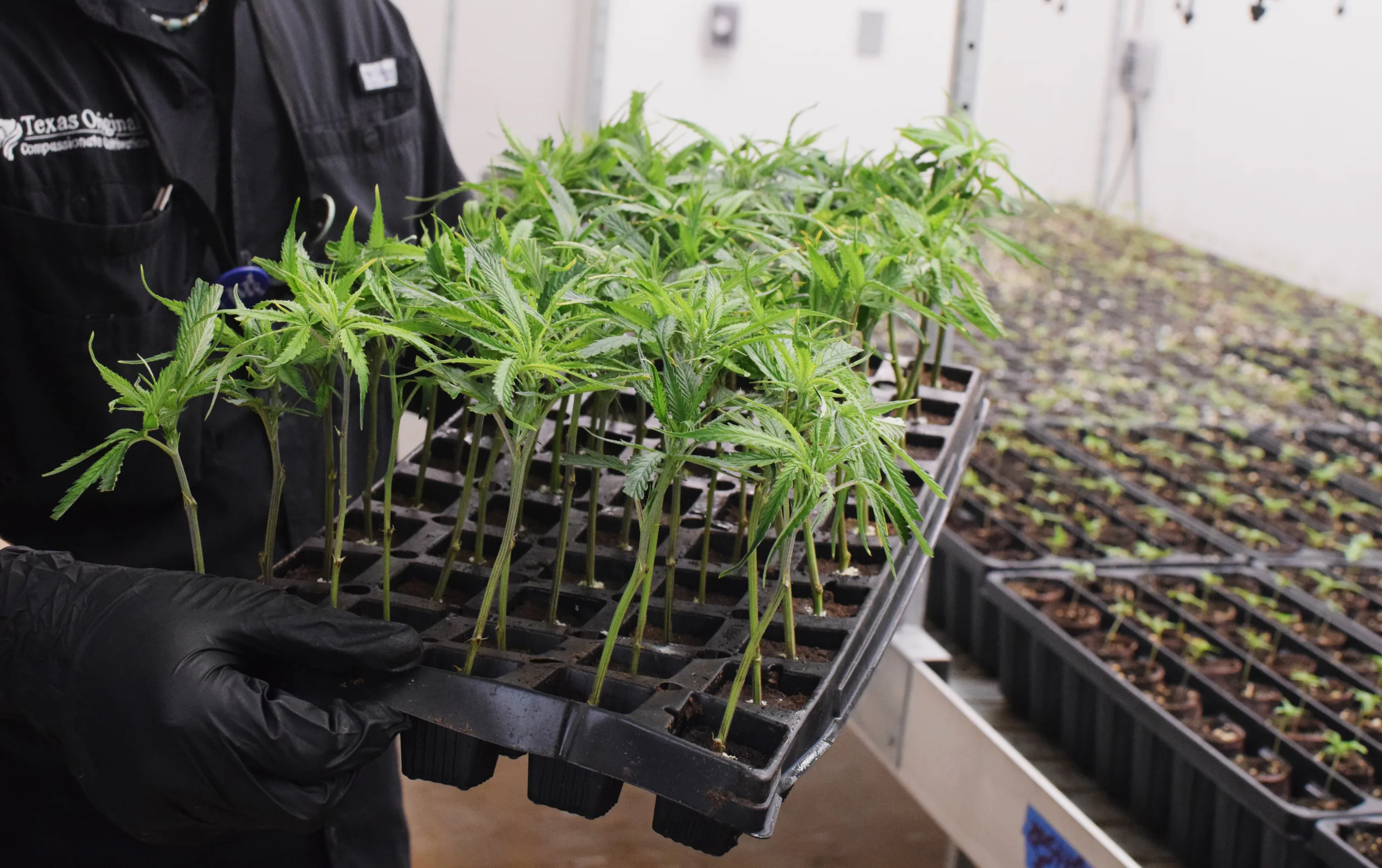 A Texas Original employee holds a tray of young cannabis plants