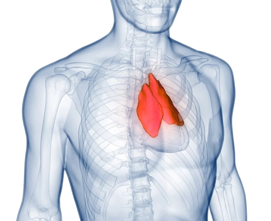 Illustration of the thymus location in the chest