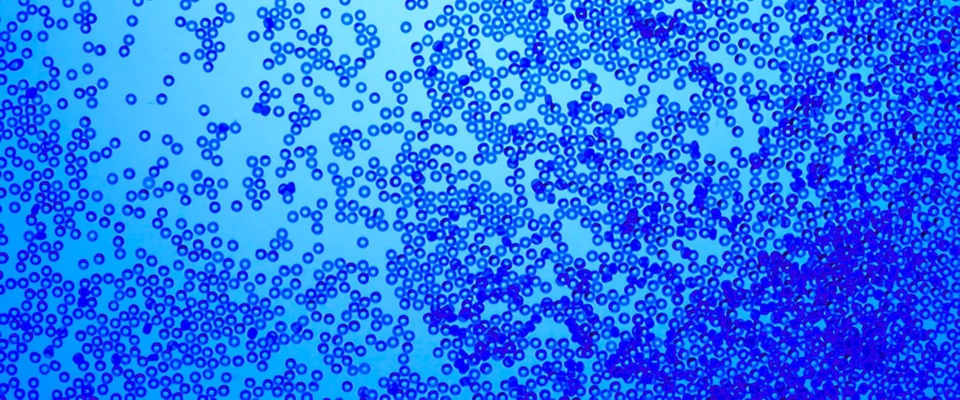 Microscopy of blue-stained cells