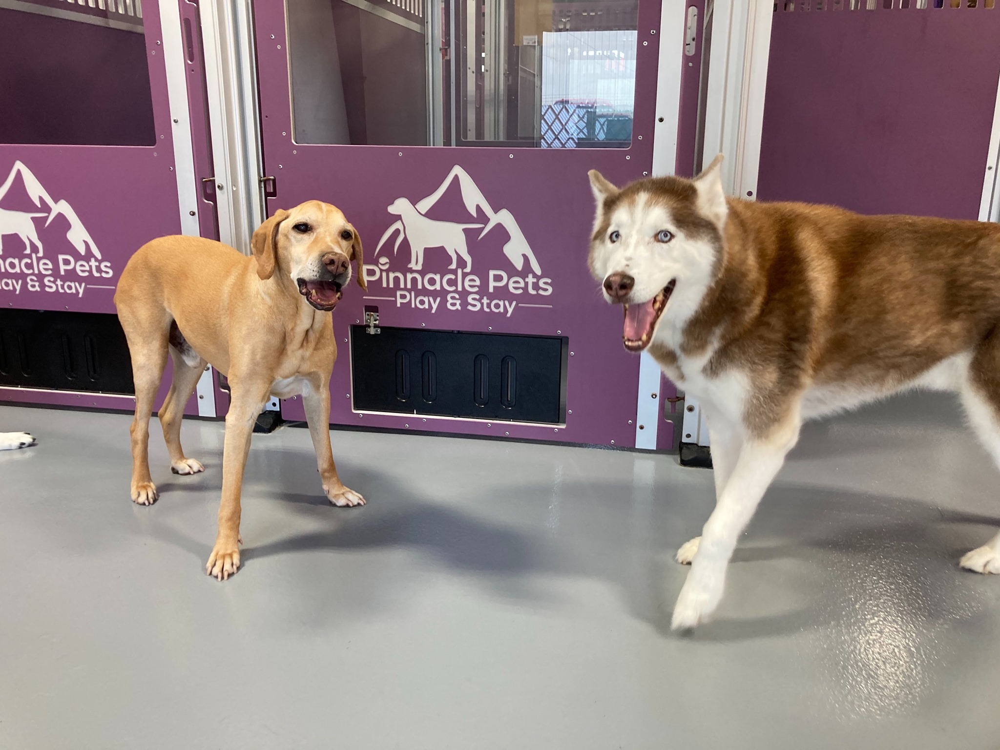 A yellow Labrador and a brown-and-white husky at Pinnacle Pets Play and Stay