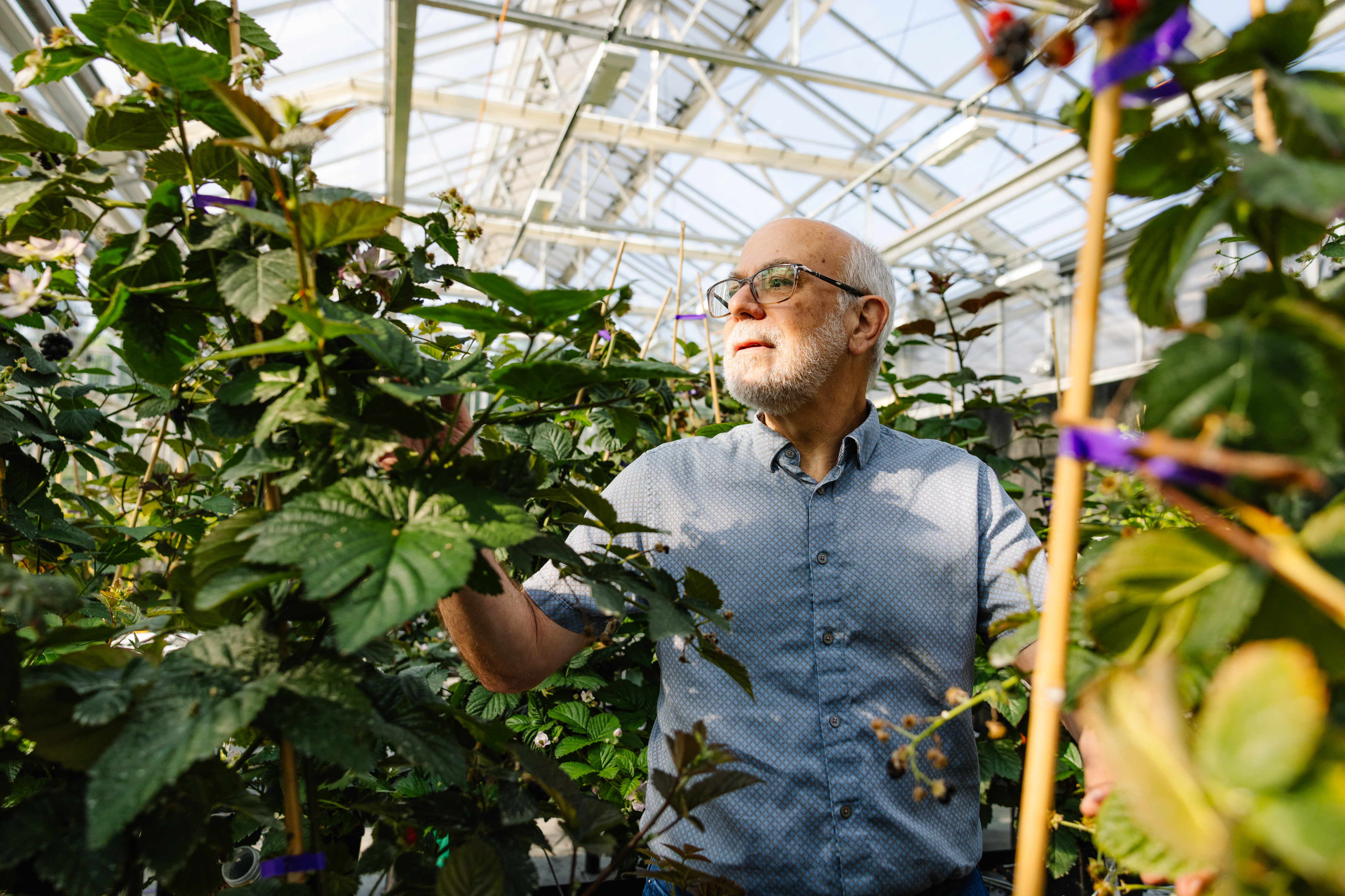 Tom Adams examining blackberry plants inside a bright Pairwise greenhouse