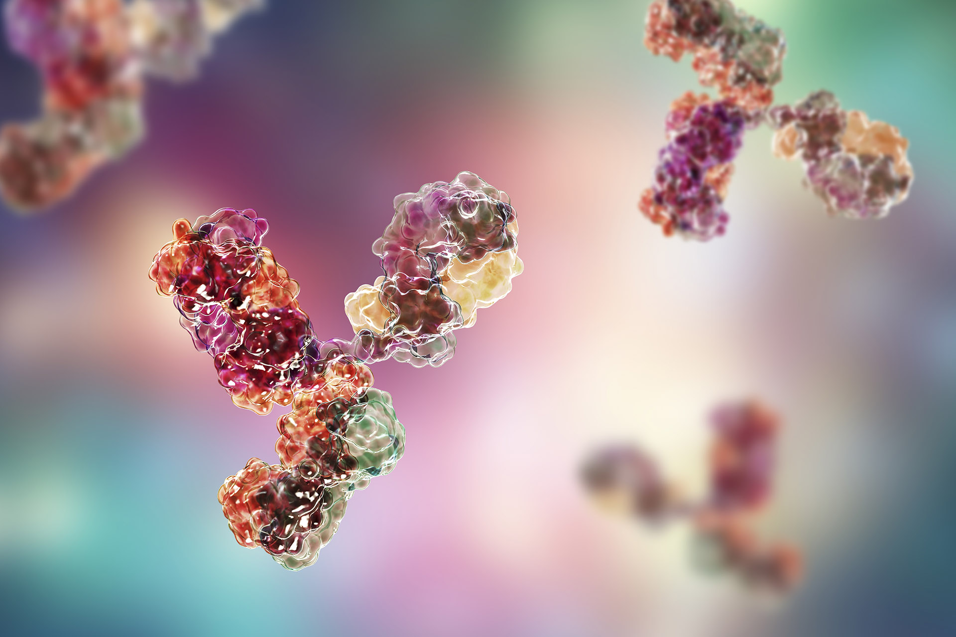 3D rendering of a Y-shaped antibody, the molecule at the center of TORL's drug pipeline