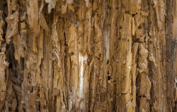 Close-up termite imagery used on Total Exterminating’s termite service page