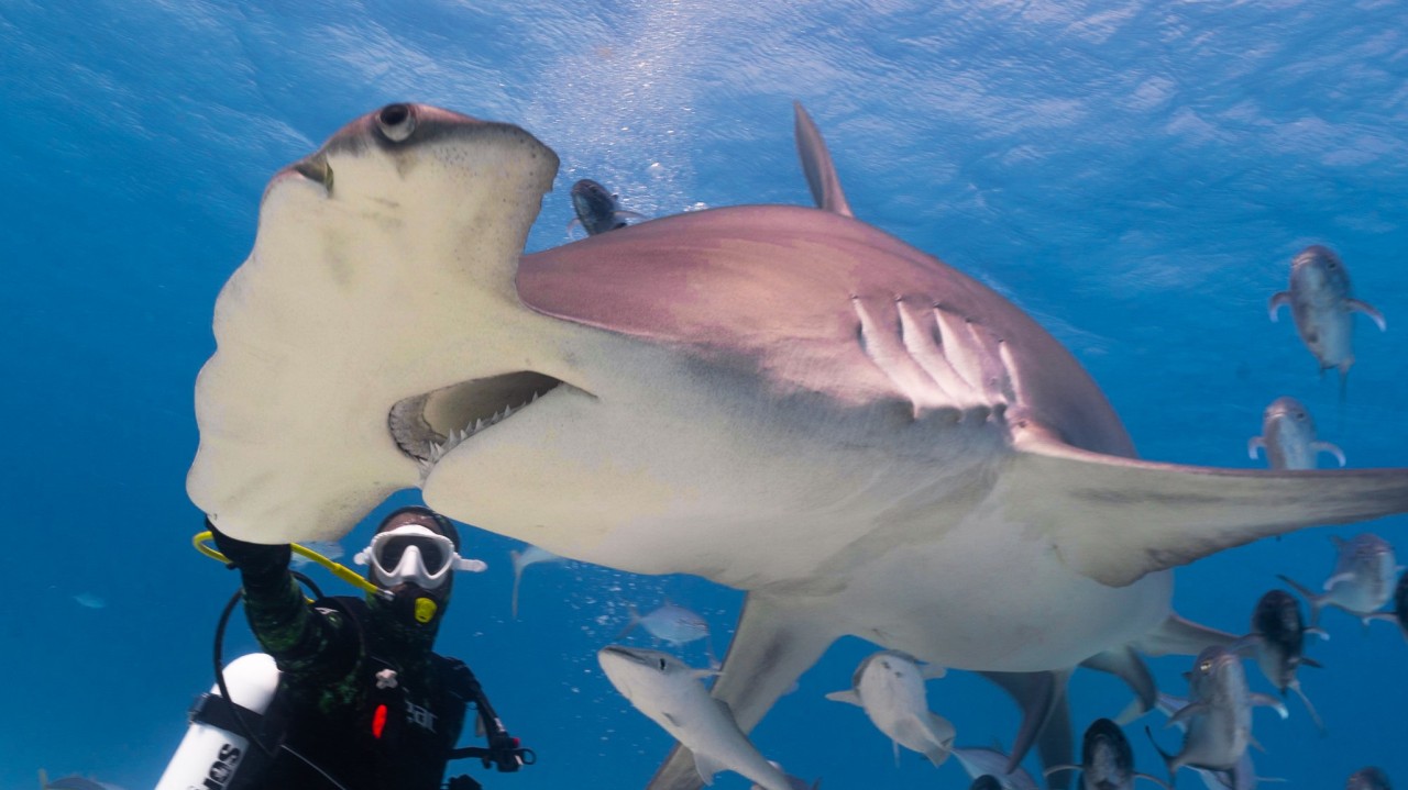 A great hammerhead shark passes close to a diver in blue water